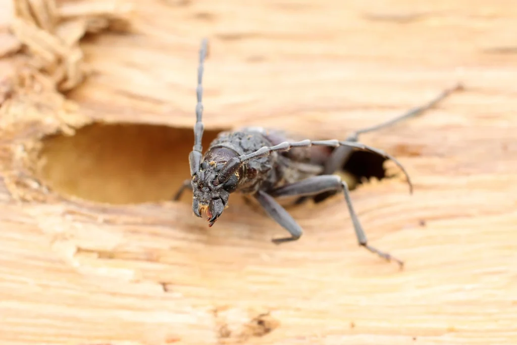 Insecte Capricorne Sur Bois De Chêne