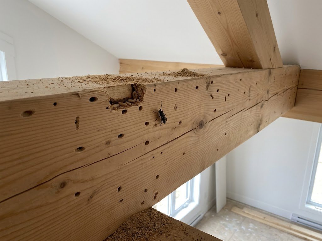 Insectes xylophages dans poutre en bois dans une maison récente